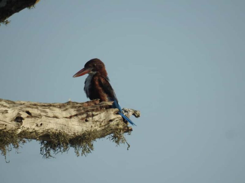 Bundala National Park Safari Tours: Half-Day or Full-Day - Exploring the Wild Side of Sri Lanka: A Detailed Look at the Bundala National Park Safari Tour