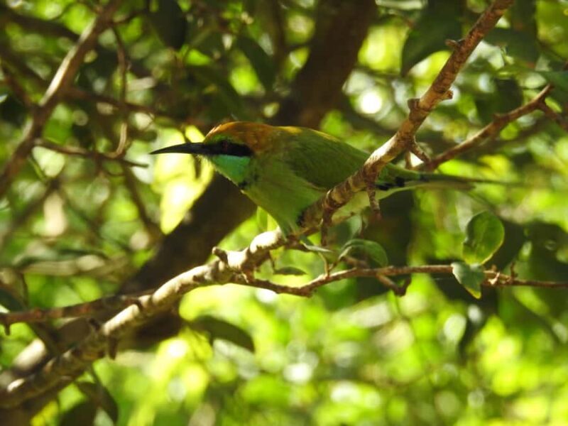 Bundala National Park Safari Tours: Half-Day or Full-Day - Good To Know