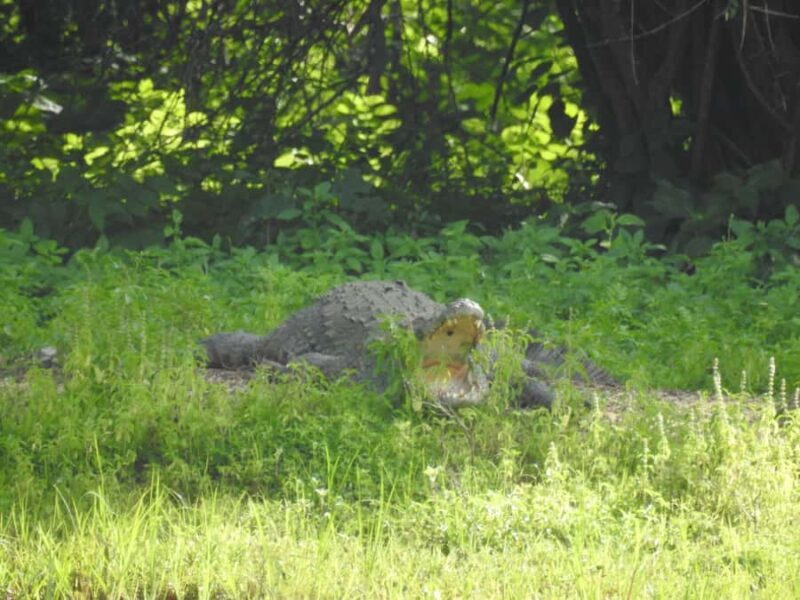 Bundala National Park Safari Tours: Half-Day or Full-Day - The Experience from the Perspective of Past Travelers