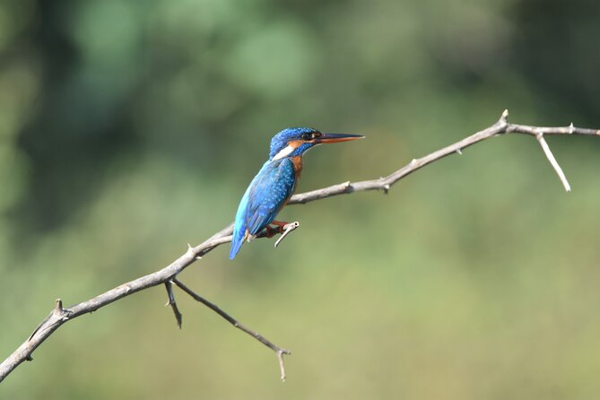 Bundala National Park Small-Group Half-Day Tour  - Yala National Park - Reviews