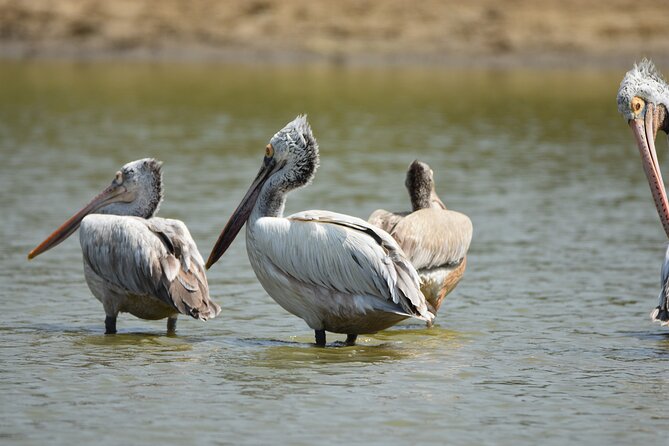 Bundala National Park Small-Group Half-Day Tour  - Yala National Park - Questions and Assistance