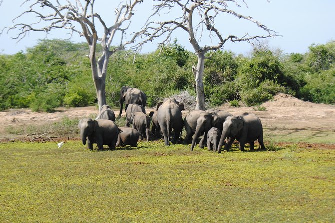 Bundala National Park Small-Group Half-Day Tour  - Yala National Park - Subtopic 6