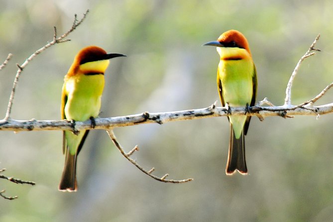 Bundala National Park Small-Group Half-Day Tour  - Yala National Park - Subtopic 7