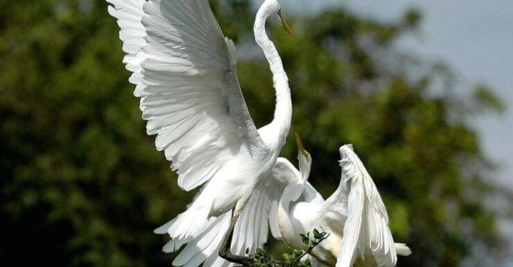Bundala National Park Sunrise Wildlife Expedition" - Booking Details