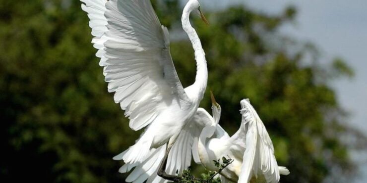 Bundala National Park Sunrise Wildlife Expedition" - Experience Highlights