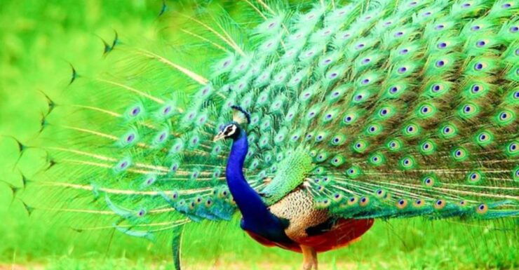 Bundala National Park Twilight Wildlife Expedition" - Expedition Overview