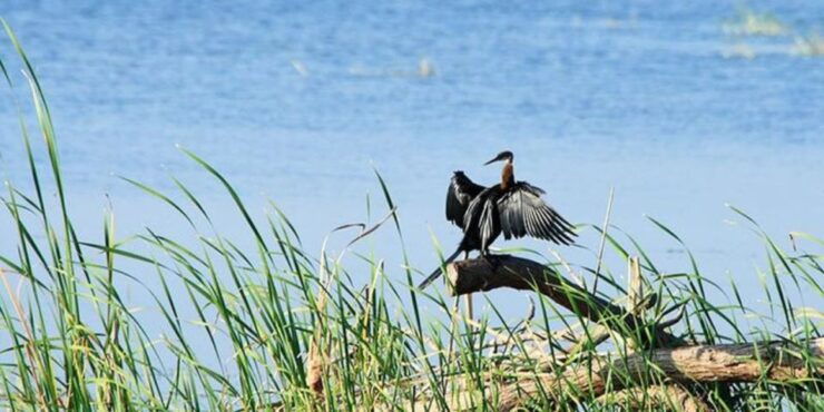 Bundala National Park Twilight Wildlife Expedition" - Booking Details