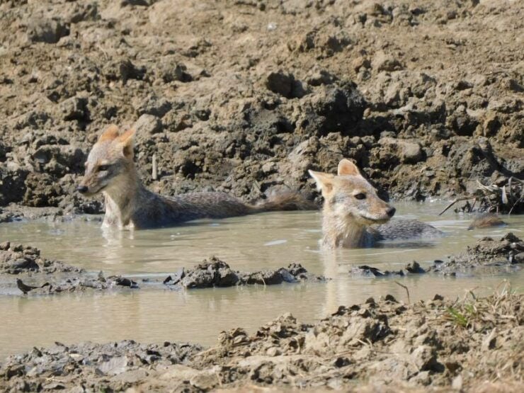 Bundala Safari Tour From Hambantota Port (Shore Excursion) - Tour Experience and Itinerary