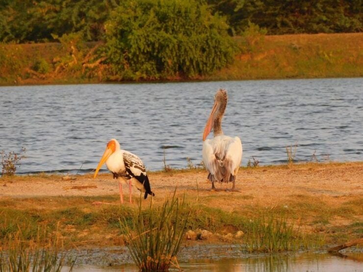 Bundala Safari Tour From Hambantota Port (Shore Excursion) - Package Features and Inclusions
