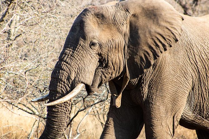 Bundox Big 5 Afternoon Game Drive - Participant Requirements and Accessibility