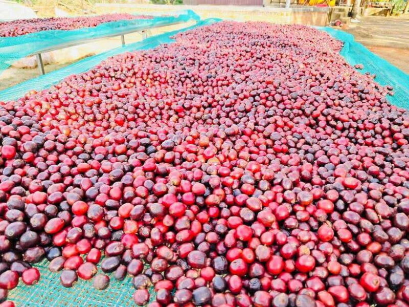 Buon Ma Thuot: Bean to Brew Coffee Farm Tour with Tasting - Final Thoughts