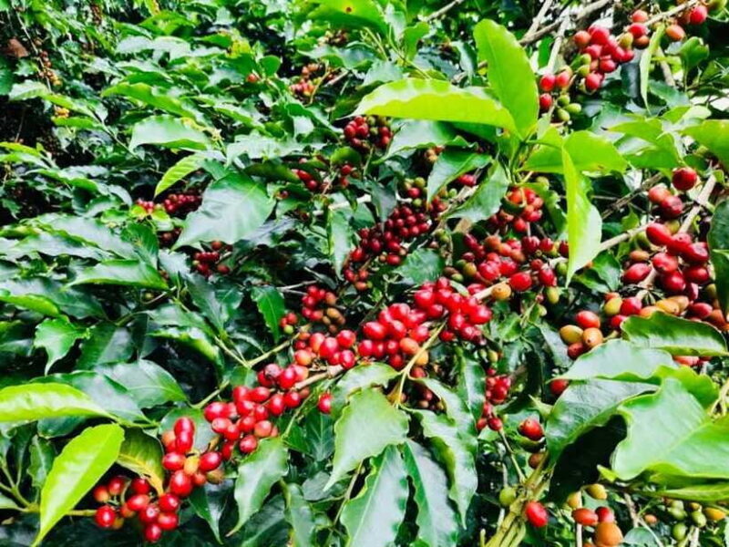 Buon Ma Thuot: Bean to Brew Coffee Farm Tour with Tasting - FAQ
