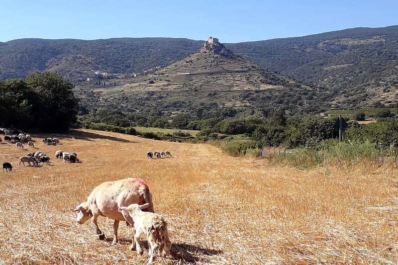 Burgos: Sardinian Pecorino Cheese Workshop - Exploring the Sardinian Pecorino Cheese Workshop in Burgos