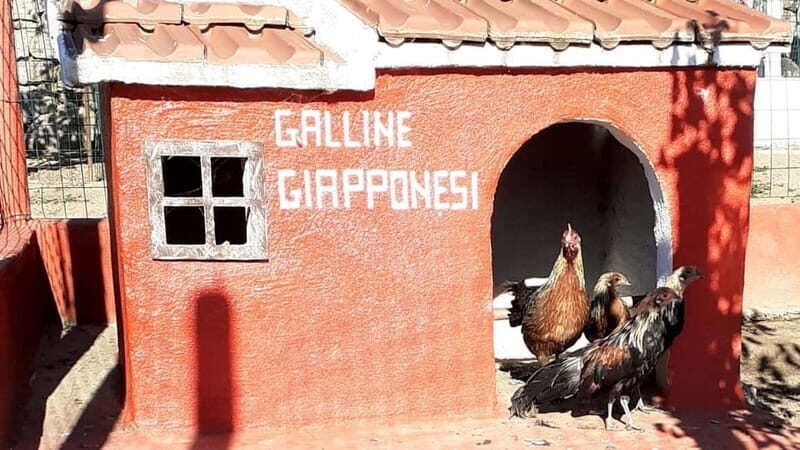 Burgos: visit to a farm with tasting - Exploring Sardinia’s Rural Charm: A Detailed Review of the Burgos Farm Tour