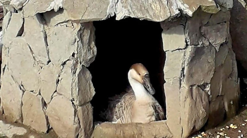 Burgos: visit to a farm with tasting - FAQs