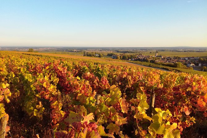 Burgundy Grand Crus Route Day Tour With 10 Wines Tastings in Family Domains - Product Code