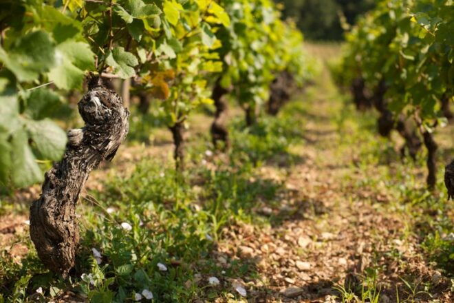 Burgundy: Guided Vineyard and Winery Tour With Wine Tasting - Booking Information