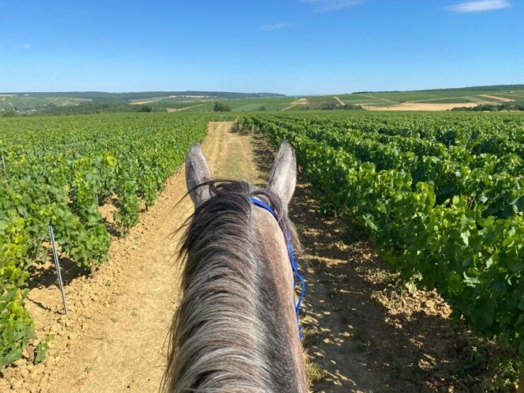 Burgundy : Horse Riding Tour in Chablis - Booking Information