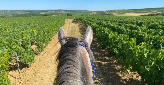 Burgundy : Horse Riding Tour in Chablis - Customer Reviews