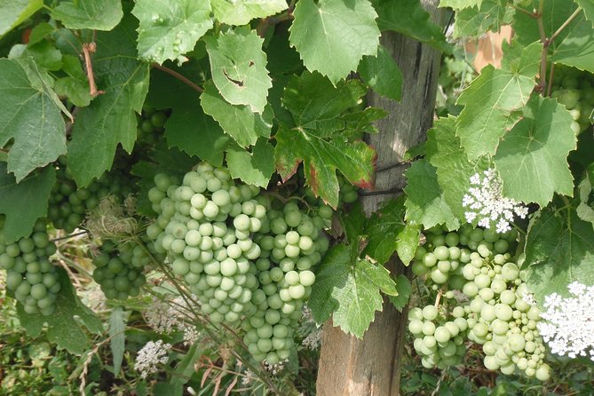Burgundy Private Castles Tour With Wine Tasting From Lyon - Explore the Mâconnais Region With a Private Guide