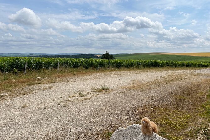 Burgundy Wine & Cheese Tasting Private Day Trip - Expert Guides and Sommeliers