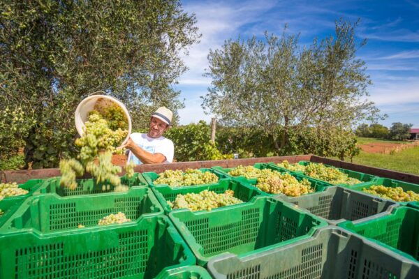 Burgundy: Winery Tour - Additional Information