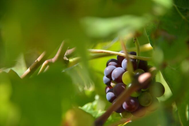 Burgundy Wines Full-Day Tasting Tour From Dijon - Tips for Tour Participants