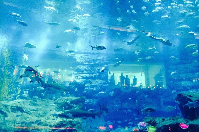 Burj Khalifa 124 & 125, Dubai Aquarium, and Underwater Zoo Tour - The Sum Up