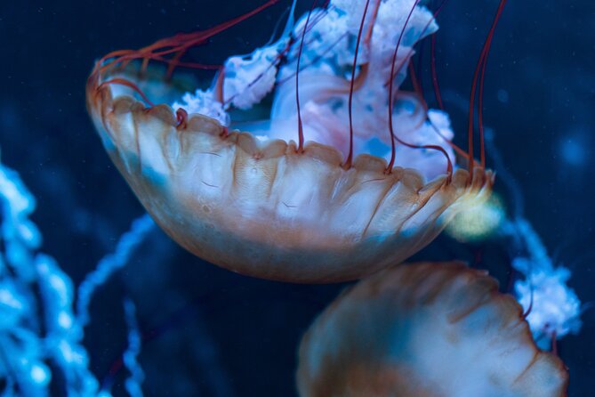 Burj Khalifa and Dubai Aquarium Combo Admission Ticket - Questions and Information