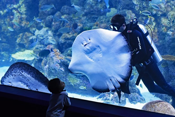 Burj Khalifa, Dubai Aquarium and Underwater Zoo Combo Admission Tickets - Reviews