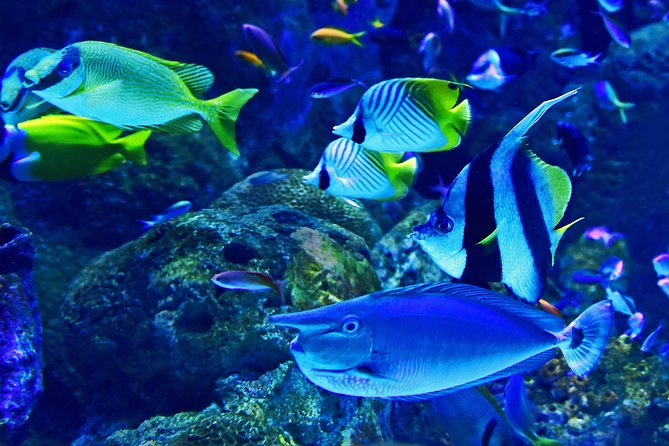 Burj Khalifa, Dubai Aquarium and Underwater Zoo Combo Admission Tickets - Common Questions