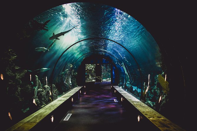 Burj Khalifa, Dubai Aquarium and Underwater Zoo Combo Admission Tickets - The Sum Up
