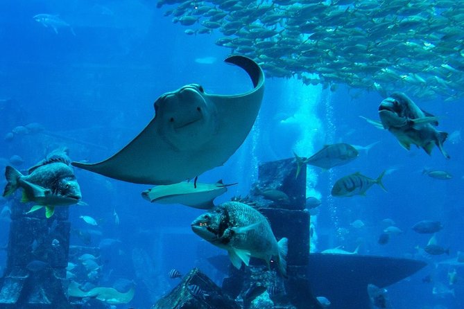 Burj Khalifa, Dubai Aquarium and Underwater Zoo Combo - Burj Khalifa Access and Views