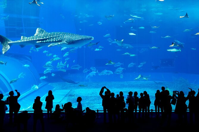 Burj Khalifa, Dubai Aquarium and Underwater Zoo Combo - Common Questions