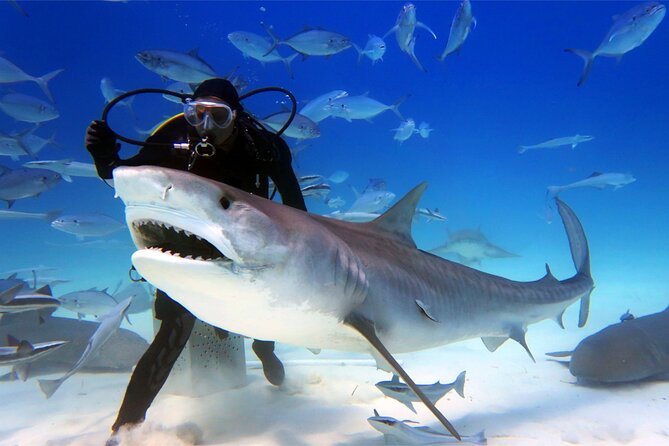 Burj Khalifa Tour, Aquarium, Downtown, Abra Boat & Fountain Show - Aquarium Experience