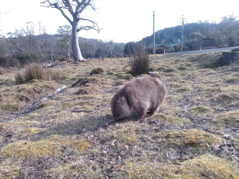Burnie: Guided 6-hour tour to Cradle Mountain & Dove Lake - Good To Know