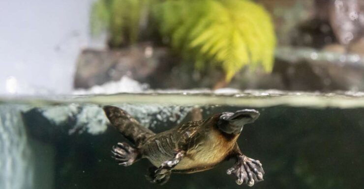 Burnie Shore Excursion Wings Wildlife Park Shuttle - Important Information