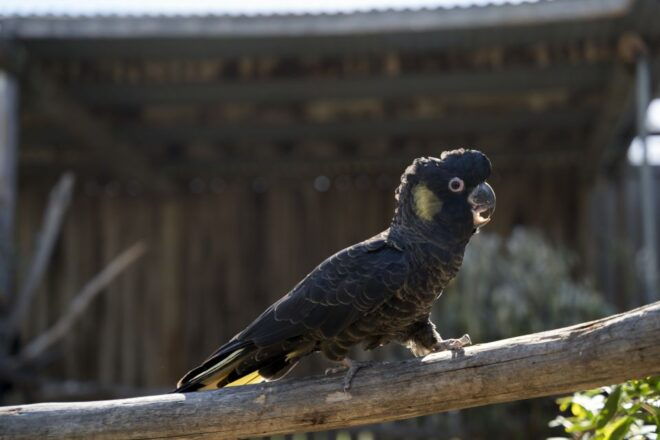 Burnie Shore Excursion Wings Wildlife Park Shuttle - Reserve Now & Pay Later