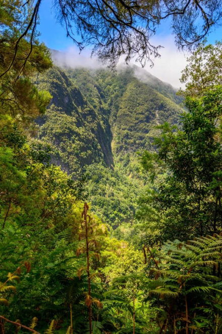 Burns Cauldron Green Madeira Island Walk - Lush Laurisilva Forest