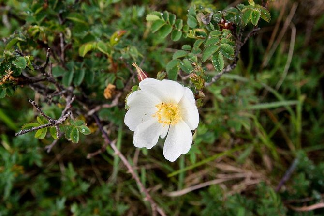 Burren National Park Private Walking Tour From Corofin  - Shannon - Inclusions