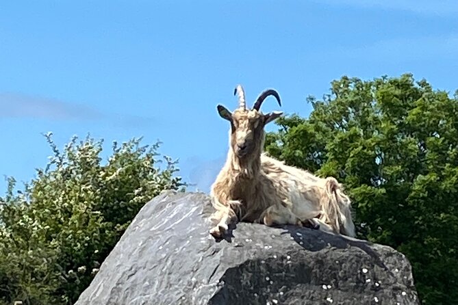 Burren Nature Sanctuary - Complimentary Audio Guide and Animal Meet-and-Greet