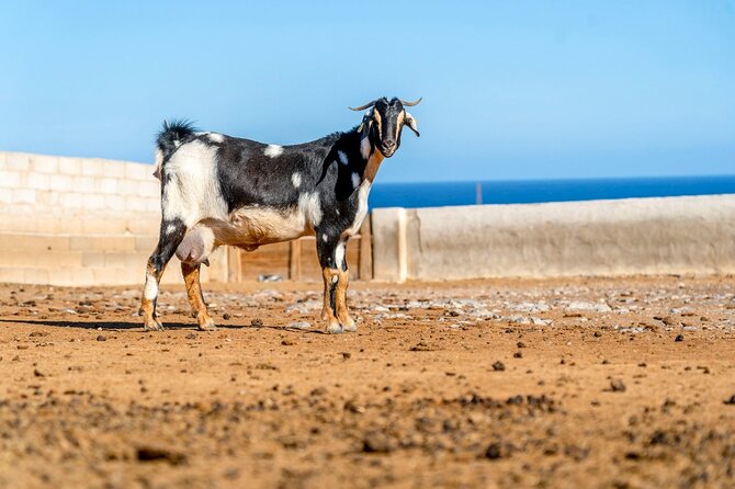 Bus Tour to Fuerteventura From Lanzarote - Itinerary Overview