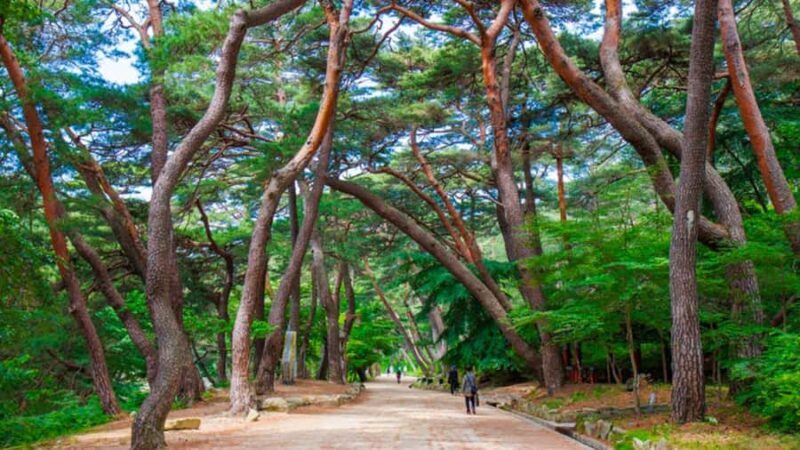 Busan: Discovery Tour With Snow & UNESCO Spot - FAQ