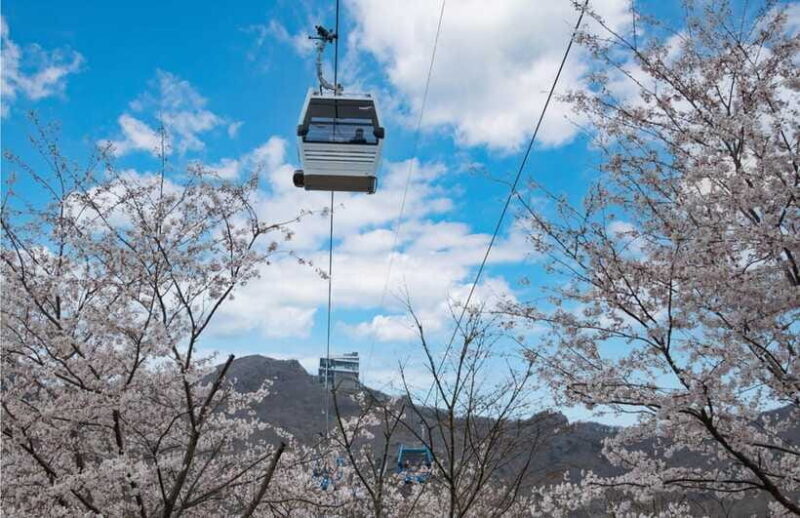 Busan: Hidden Gem Geoje & Oedo Botania Island & Cable car - Final Thoughts: Is This Tour Right for You?
