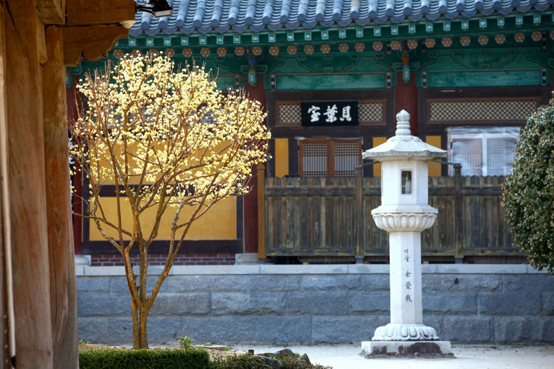 Busan: Ice Valley Cable Car & UNESCO Nature Discovery Tour - Guides, transport and the long day’s rhythm