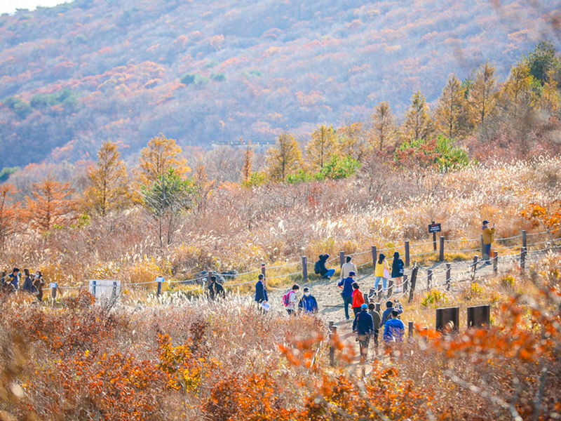 Busan: Ice Valley Cable Car & UNESCO Nature Discovery Tour - What the price covers, and what it does not
