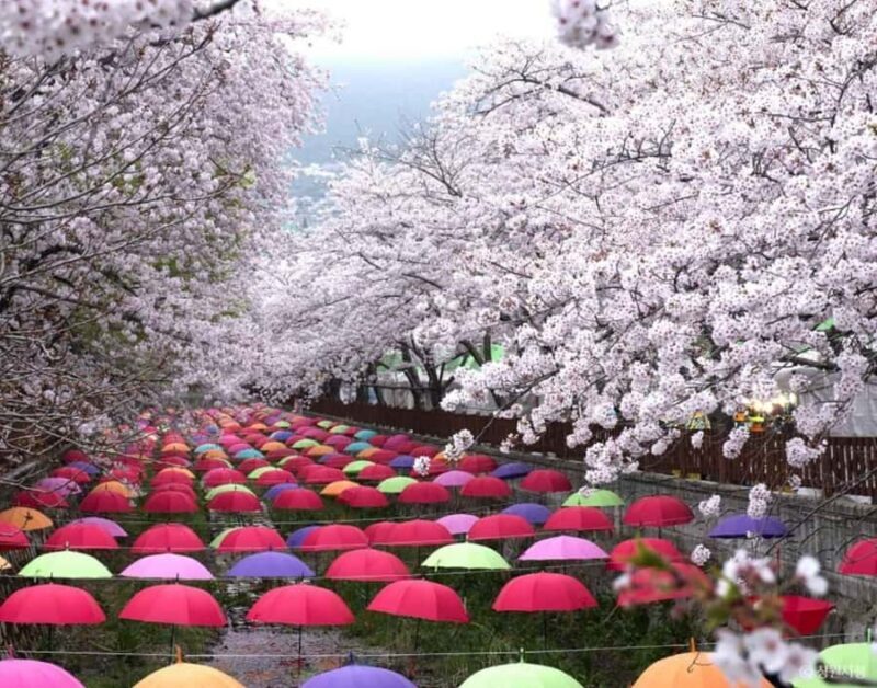 Busan: Jinhae Cherry Blossom Day & Night or 1 Day Tour - Good To Know