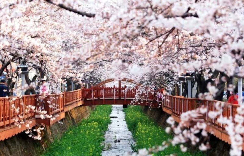 Busan: Jinhae Cherry Blossom Day & Night or 1 Day Tour - Night Tour: Blossoms Under the Soft Glow
