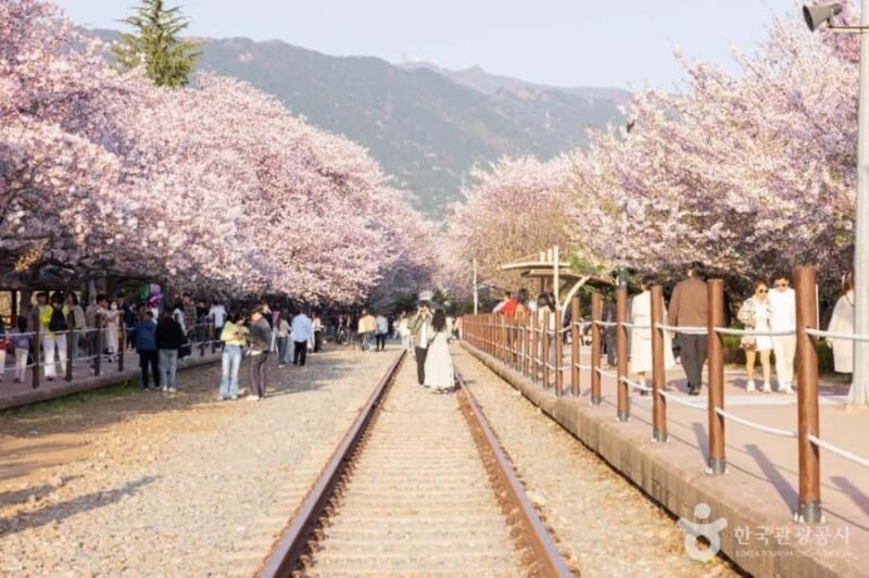 Busan: Jinhae Cherry Blossom Day & Night or 1 Day Tour - The Full-Day Experience: Combining Sightseeing, Culture, and Scenic Views