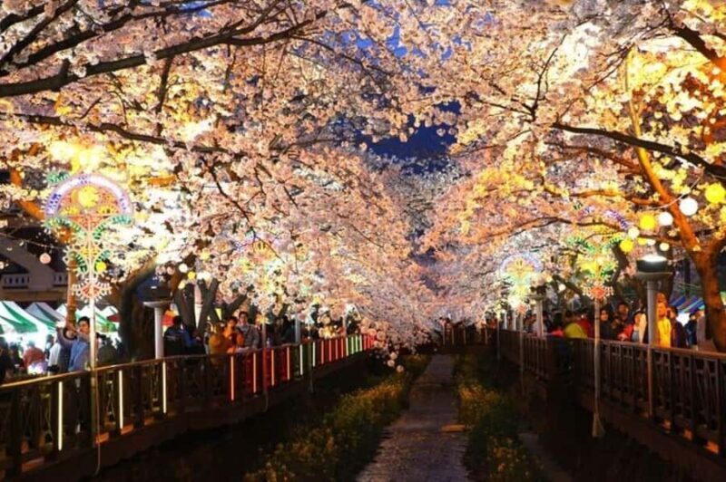 Busan: Jinhae Cherry Blossom Day & Night or 1 Day Tour - FAQ